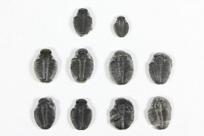 Lot: / Elrathia Trilobite Molt Fossils - Pieces #92001